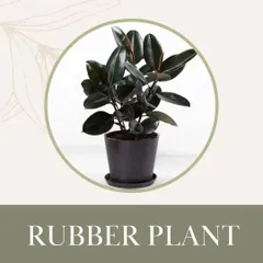 This is our Rubber Plant, a beautiful and popular houseplant that is also non-toxic to pets. You can enjoy its glossy, dark leaves without stressing about your furry family members.