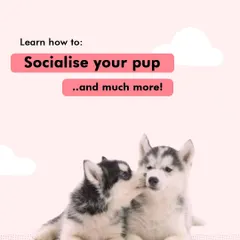 Socialization is more than just meeting other dogs. I teach you how to safely expose your puppy to new sights, sounds, and environments to raise a confident and resilient adult dog.