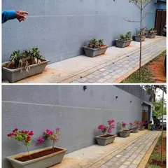 A simple yet impactful makeover. I replaced tired, old plants with vibrant bougainvillea, instantly reviving the look of this walkway with fresh soil and color.