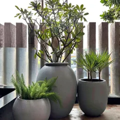 A simple yet elegant cluster of three pots in varying sizes. The tallest contains a Frangipani, creating a focal point, while the smaller pots with ferns and Draco add layers and texture.