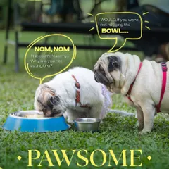 Even our furry guests have their own social scene. It's always fun to see them making new friends over a shared bowl from our special pet menu.