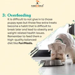 This comprehensive guide for new pet parents covers five key areas: establishing yourself as the pack leader, obedience training, avoiding overfeeding, ensuring enough exercise, and the importance of regular vet visits.