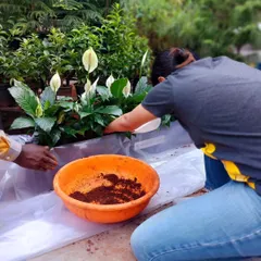 The final touches are important. We ensure each plant is perfectly placed and has the right soil to thrive. Tell us about your space, and we will provide the best green solution for it.