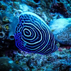 The juvenile emperor angelfish boasts a stunning, hypnotic pattern of electric blue and white circles. This is one of the few fish that completely changes its colors and patterns as it grows into an adult.