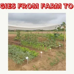 A look at one of our mini farm plots, showcasing the variety of vegetables you can grow. With clear markers and organized rows, we make it easy for you to cultivate a diverse and healthy harvest.