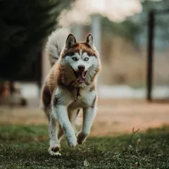 This Siberian Husky running full tilt with the happiest, wildest look on his face is everything. I make sure high-energy breeds get the space they need to really let loose.