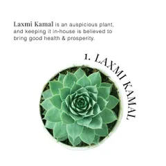 The Laxmi Kamal plant is a low-maintenance succulent believed to bring good health and prosperity, making it a thoughtful and long-lasting gift.