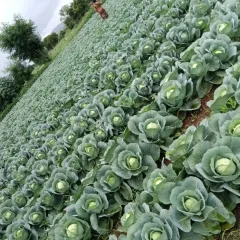 An angled view of a vast cabbage field, showcasing the scale of commercial vegetable production we can help you achieve.