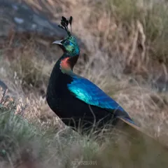 A full-profile shot of a male Himalayan Monal, its crest and vibrant neck colors on full display. These birds are a true jewel of the Himalayan ecosystem.
