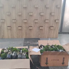 A behind-the-scenes look at the preparation for our bonsai wall project. Dozens of Ficus Bonsai plants are ready in their boxes before being mounted onto the wooden display structure.