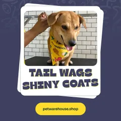 Tail wags and shiny coats are our specialty. This happy Indie dog is looking sharp and feeling great in their new Pet Warehouse bandana after a complete grooming session.