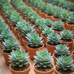 Rows of beautiful succulents ready to be potted in our classic mini terracotta pots. These are great for event giveaways or as wedding favors.