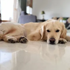 Here's Buddy again, resting on the cool floor. He is fully house trained and gets along wonderfully with both people and other dogs, making him an easy and loving addition to any family.