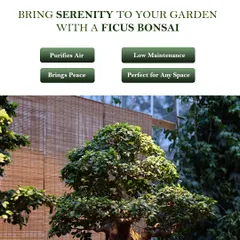 A Ficus Bonsai is a symbol of peace and harmony. It's a wonderful addition to any garden or indoor space, purifying the air and bringing a sense of calm.