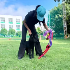 Baby Yoko's first outing to a PSA club day. I wanted to see how he would handle a new environment. He was confident and ready to explore, which is exactly what I want to see in a young working dog.