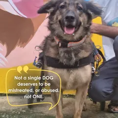Bhim, who is paralyzed in his hind legs, stands tall with the help of his custom wheelchair. We provide mobility aids and physiotherapy to give our disabled dogs the best quality of life possible.