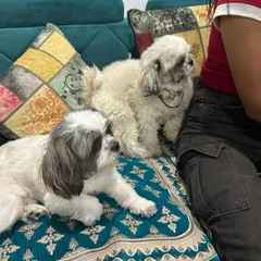 Koko and his brother relaxing at home in India after Koko's in-cabin flight from Canada. He's settling back in perfectly.