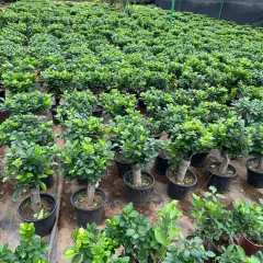 A vast section of my nursery dedicated to Ficus bonsai and topiaries of all sizes, ready for selection.