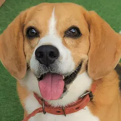 The face of a happy Beagle! This sweet expression is why I do what I do. It’s all about creating a space where they feel safe, loved, and joyful.