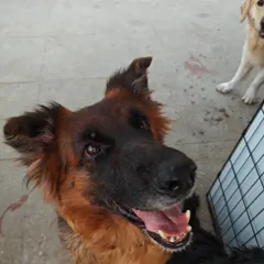 This handsome German Shepherd is a regular guest and a gentle giant. His happy expression is a testament to the trusting and positive environment I cultivate for all dogs.