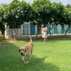 A view of our open lawns, where dogs have the freedom to roam and play. In the background, you can see our clean and comfortable kennel area, ready for when it's time to rest.