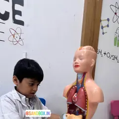 A young biologist carefully examines the organs in our human anatomy model. He's learning to identify the lungs, heart, stomach, and intestines and understand their functions.