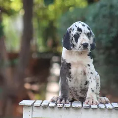 This Harlequin Great Dane puppy is sitting patiently, already learning the basics of posing.