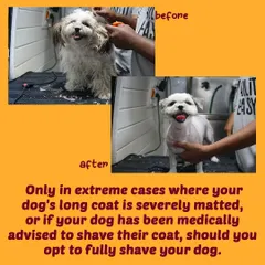 A picture is worth a thousand words. Here's a before and after of a Shih Tzu with a severely matted coat. We only perform a full shave in extreme cases like this or when medically advised, ensuring your dog's health and comfort come first.