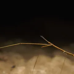 A close-up of the stick insect we documented, showing its incredible camouflage that makes it look exactly like a twig.
