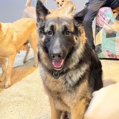 A beautiful German Shepherd mix, looking right into the camera.
