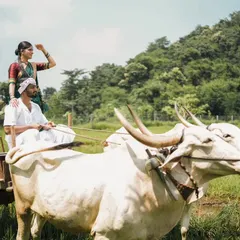 A rustic pre-wedding shoot with a bullock cart, connecting love with the simplicity of the countryside. It’s about finding beauty in our roots.