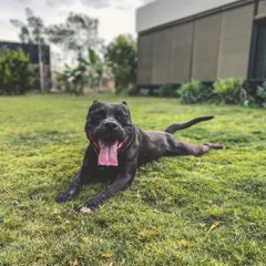 Bane the Pitbull enjoying a well-deserved rest on the cool grass after a play session. I work to show the true, gentle nature of breeds like his through proper training and socialization.