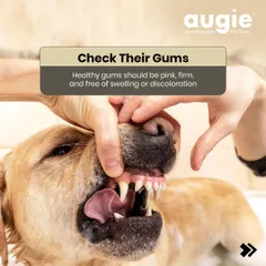 Don't forget to check your dog's gums! Healthy gums should be pink, firm, and free of any swelling or discoloration. This is a key indicator of good oral and overall health.