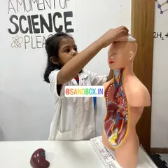 This junior doctor is placing the brain into the skull of our anatomy model. Our hands-on models allow kids to deconstruct and reconstruct the human body to better understand it.