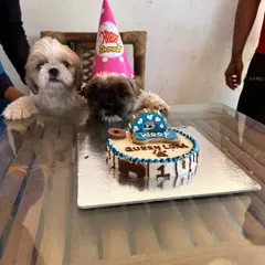 Two cute Shih Tzus sit at the table, ready to dig into a special birthday cake.