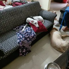 Comfort is key. This little one has found the perfect pillow for a good nap, while his friend rests on the cool floor nearby.