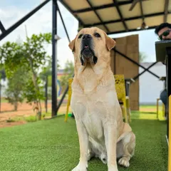 This handsome Labrador is posing like a pro. Our open, airy spaces and green lawns make for great photo opportunities.