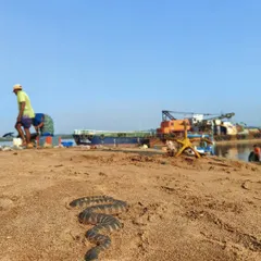 This wide-angle shot of a sea snake was taken with my phone. It shows the snake in its habitat, with the fishing boats in the background, telling the complete story of its environment and the human activity around it.