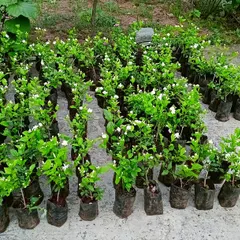 Rows of jasmine saplings, full of fragrant white flowers. These are ready to be planted at a client's location to create a beautiful and aromatic garden space.