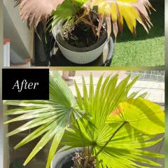 It’s amazing what the right care can do. This fan palm was suffering from dry, yellowing leaves and looked completely lifeless. After trimming the dead fronds and providing proper nutrition and watering, it transformed into this lush, vibrant green plant. This is the kind of revival I love to see.
