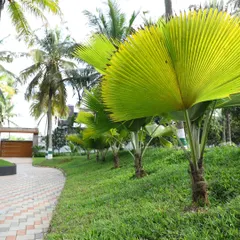 I use structural plants like these Fan Palms to create rhythm and a strong design line along a pathway or sloping lawn.