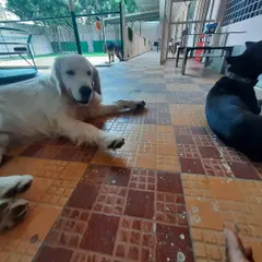 A Golden Retriever and a friend lounging on the cool tiled floor of our shaded veranda, a perfect escape from the heat.