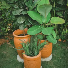 You can never go wrong with the classics. These ribbed terracotta pots offer a timeless, earthy appeal that complements any plant, from a lush fern to a broad-leafed Calathea.
