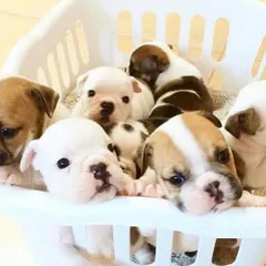 A basket full of sleepy and curious Bulldog puppies. This heartwarming scene shows a litter of healthy, wrinkly pups, a breed known for its lovable and calm demeanor.