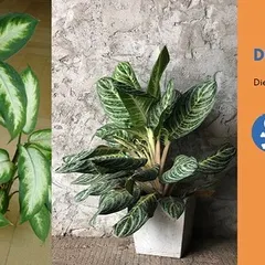Dumb Canes (Dieffenbachia) are common houseplants with striking leaves, but it's crucial to know they are toxic to animals and can cause irritation in humans.