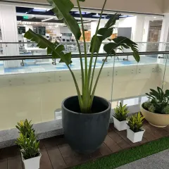 A large Bird of Paradise plant in a stylish grey pot, complemented by smaller plants in white containers. This is a popular choice for modern office interiors, adding a touch of tropical elegance.