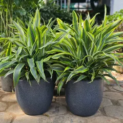 These dark grey textured pots are one of my most popular items. They are shown here with Dracaena plants, demonstrating their suitability for larger foliage and their ability to complement both indoor and outdoor settings.