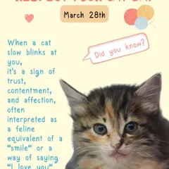 Did you know a slow blink from a cat is a sign of trust and affection? On Respect Your Cat Day, we share a little fun fact to help everyone understand our feline friends better.