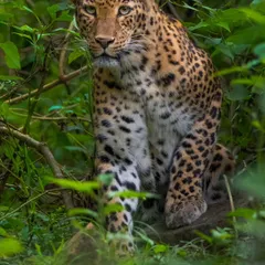 This is Cleopatra, a leopardess who was the heartbeat of Kabini. Her pale green eyes and commanding presence were unforgettable. On my tours, we don't just look for animals; we seek out the legends that define the forest.