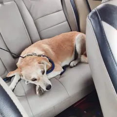 This furry friend is travelling in complete comfort. My clean and spacious back seats give them plenty of room to lie down and relax during their pet taxi ride.